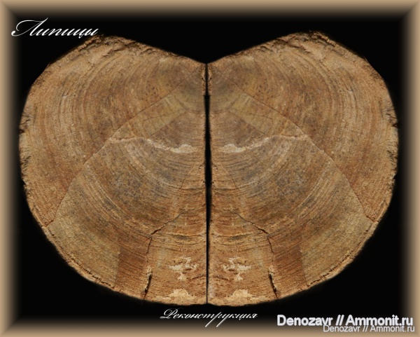 аммониты, моллюски, кимеридж, аптихи, Ammonites, Липицы, Aspidoceras, Aptychi, Kimmeridgian, Upper Jurassic