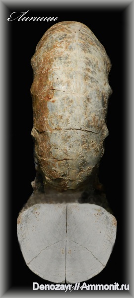 аммониты, моллюски, кимеридж, аптихи, Ammonites, Липицы, Aspidoceras, Aptychi, Kimmeridgian, Upper Jurassic
