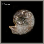 Sutneria.(Аммонит 117)