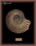 Интересный Amoeboceras. (Аммонит 118)