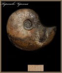 Leioceras (Аммонит 119)