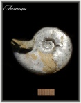 Aspidoceras (Аммонит 120)