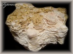 Actinocyathus floriformis (Колониальный коралл 2)
