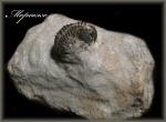 Gerastos granulosus(Трилобит 9)