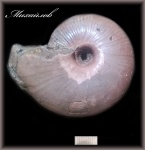 Funiferites (Аммонит 122)