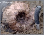 Erymnoceras