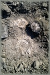 Pseudopeltoceras и Binatisphinctes в кореннике.