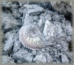 Аммонит Cardioceras в момент находки.