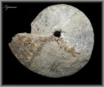 Funiferites funiferus (Аммонит 126)