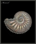 Cardioceras  (Аммонит 127)