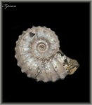 Kosmoceras (Аммонит 128)