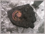 Отпечаток аммонита Amoeboceras.