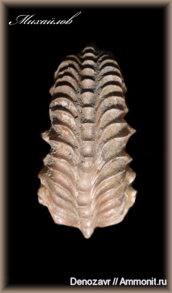аммониты, моллюски, Cardioceras, Ammonites
