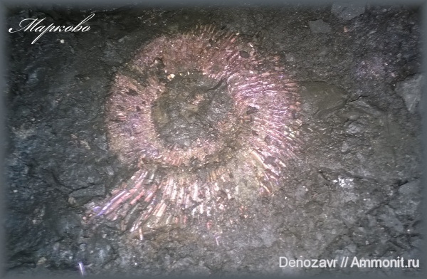 аммониты, моллюски, Марково, Perisphinctes, Ammonites
