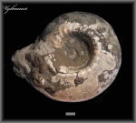 Cadoceras (Аммонит 130)