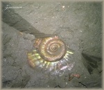 Binatisphinctes в момент находки.