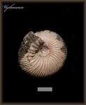 Cadoceras (Аммонит 133)