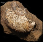 Устье Toricellites curticornutus Buckman