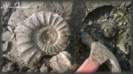 Аммонит Binatisphinctes comptoni (Pratt) в момент находки.