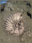 Erymnoceras (Аммонит 137)