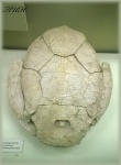 Скелет антиарха ботриолепа (Bothriolepis maxsima)