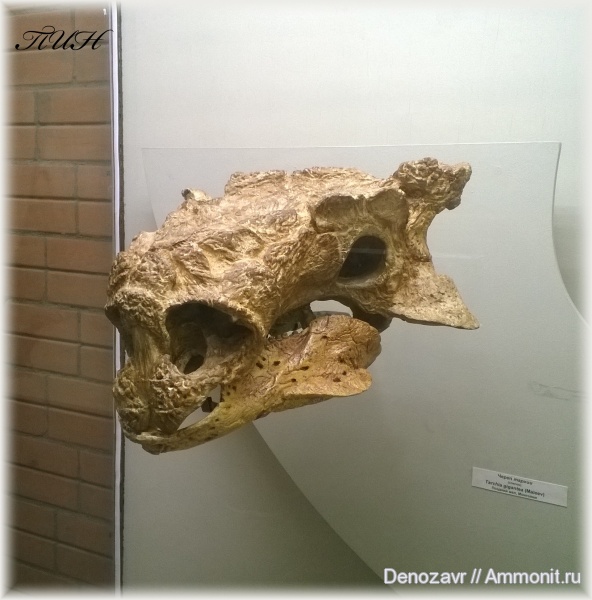 ПИН, Tarchia, Tarchia gigantea