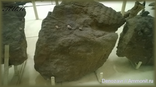 ПИН, Saurolophus