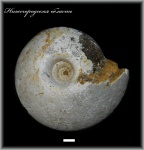 Rondiceras sokolovi (Аммонит 141)