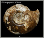 Rondiceras sp. nov. (aff. sokolovi) (Аммонит 142)