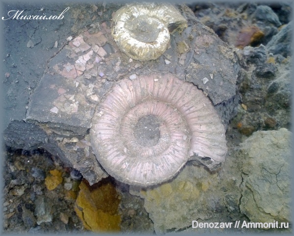 аммониты, моллюски, Binatisphinctes