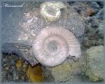 Binatisphinctes (Аммонит 143)
