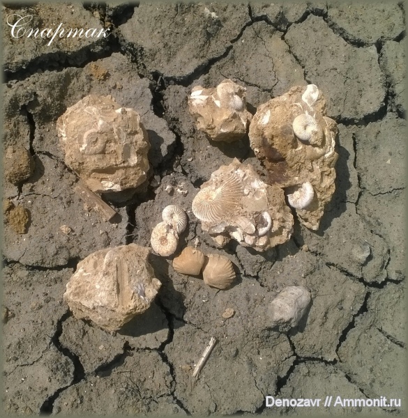 аммониты, моллюски, Pseudocadoceras, Proplanulites, Спартак