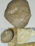 Бахиопода с кусками собственной раковины.