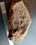 Лист Ginkgo