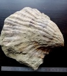 Fortipecten(?)