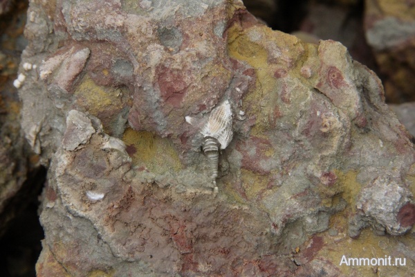 Echinoencrinites