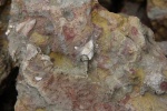 Echinoencrinites sp.