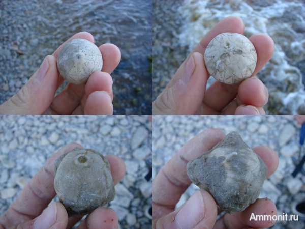 ордовик, р. Волхов, Hemicosmites, Ordovician