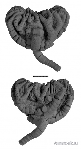 морские лилии, карбон, Москва, криноидеи, Flexibilia, Taxocrinidae, Neotaxocrinus, Neotaxocrinus arendti