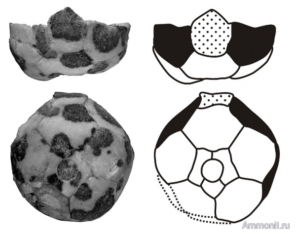 морские лилии, криноидеи, Русавкино, Flexibilia, Cibolocrinus