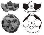 Cibolocrinus (Pabianocrinus) sp.