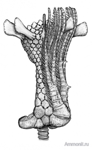 морские лилии, криноидеи, Crinoidea, Parasciadiocrinus lancetospinosus, Parasciadiocrinus