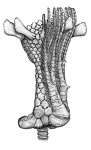 Реконструкция кроны Parasciadiocrinus lancetospinosus