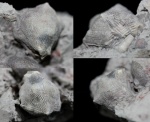 Erinocystis sculpta Jaekel, 1899