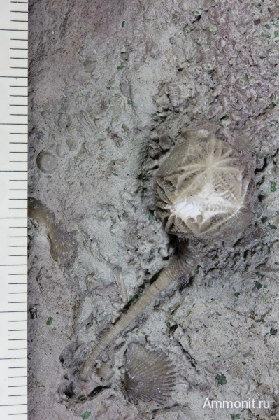 ордовик, Echinoencrinites, Echinoencrinites angulosus, Rhombifera, Ordovician