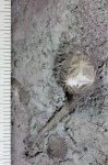 Echinoencrinites angulosus Pander, 1830