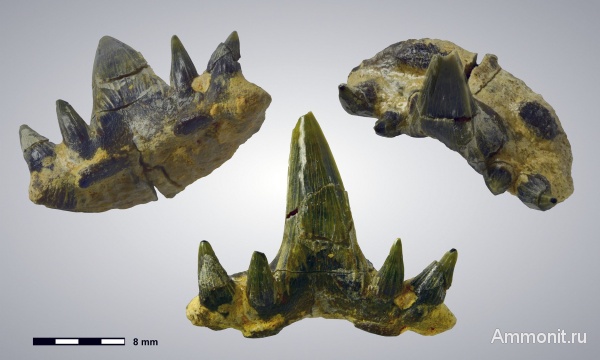 Гжель, Glikmanius, Glikmanius occidentalis