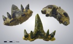 Glikmanius occidentalis (Leidy, 1859)