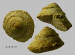 гастропода Euconospira sp.