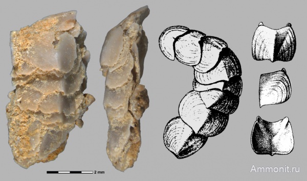 моллюски, Гжель, Polyplacophora, хитоны